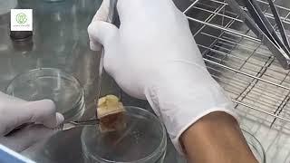 Ep2: Plant tissue culture (Banana's explant sterilization)