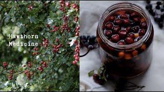 Hawthorn Berry Herbal Medicine Making | Oxymel & Syrup