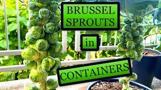 Growing Brussel Sprouts in Small Containers [Planting to Harvest]