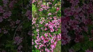 КРАСНОДАРСКИЙ КРАЙ ВЕСНОЙ #Shorts