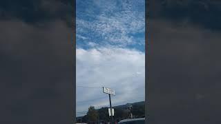 Buzzards over the Park Cities, Dallas Texas