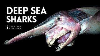 Why Sharks get Creepier the Deeper you Go