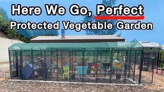PERFECT Easy Garden Container Gardening with PEST Control to Protect Vegetable Plants in Dog Kennel