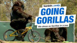 Going Gorillas | Hamish & Andy