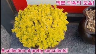 황금세덤 포함 예쁜 다육이 모음 ^^ A collection of pretty succulents including golden sedum ^^