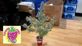 A Complete Seed to Harvest Solo Cup Autoflower Grow With Dry Weight, Cannabis Timelapse