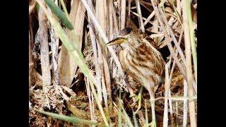 Little Bittern (Ixobrychus minutus) Μικροτσικνιάς - Cyprus.