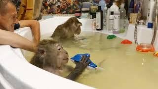 обезьяньи водные процедуры#monkey #petmonkey #обезьяна #экзотика#макака#animal#зоо #домашниемакаки