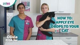 How To Apply Eye Drops To Your Cat: PDSA Petwise Pet Health Hub