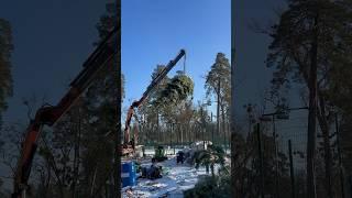 #ландшафтнийдизайн #landscape #landscaping #крупномір#крупномеры #дизайн #winterlandschaft