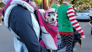 San Diego Pet Parade 2019