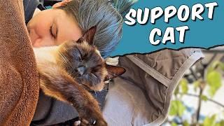 How My Siamese Cat Became My Emotional Support