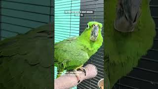 Paco the rescue parrot's morning routine #petbirds #rescueparrot #pacotheparrot