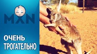 Малыш кенгуру. Трогательные обнимашки (Смотреть видео онлайн HD)