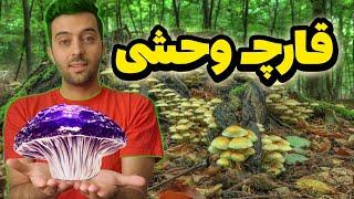 جستجوی قارچ‌های وحشی خوراکی در آذربایجان شرقی