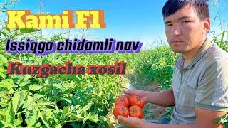 Kami F1 Eco seed firmasining gibrit pamidor urugi Dastafka bor Tel: +99833 301 90 90   +93 533 95 55