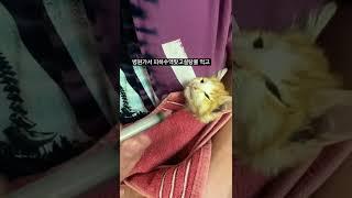 평강이는 입원했답니다..장염이 너무 심하데요#꼭살자#평강#고양이#야옹이#cat#catlover