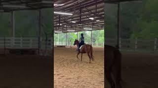 Horse Riding with  Belle #greenhorse PLF Equestrian #cantering  #horseriding #equestrianlifestyle