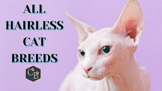 The 9 Hairless Cat Breeds