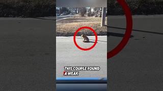 The kind family saved a helpless fox, and then this happened... #rescue #fox
