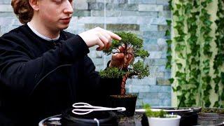 Refining an Itoigawa Juniper Bonsai