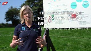 The costs of bovine respiratory disease | ABP Demonstration Farm