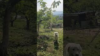 지리산 아래 단감솎아주기