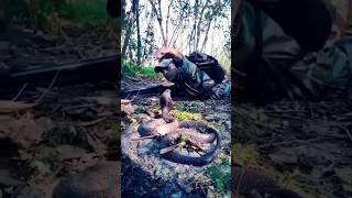 Gorkha v/s snake Soldier vs Snake & Viral Video l #shorts nsg#commando#indianarmy#army#trending