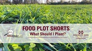 What Do I Plant in My Deer Food Plots?