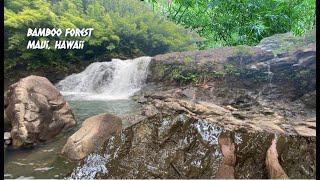 Bamboo Forest Adventure | Maui, Hawaii