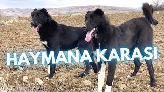 Haymana Karası Dog Breed - Facts and Information