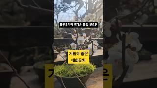 다양한 매화 분재나무 홍매화 백매화 청매화