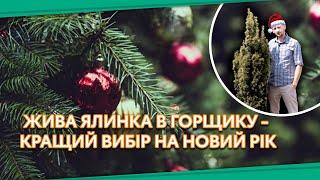 Жива ялинка в горщику/Ялинки в горщиках - тренд на Новий Рік