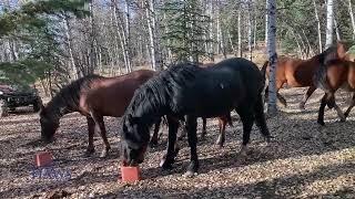 "Unexpected Magic: Young Horses and Stallion Wait for Their Cue"