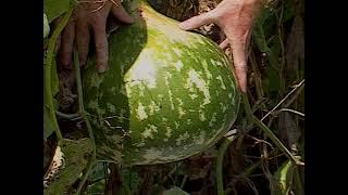 Ornamental Gourds