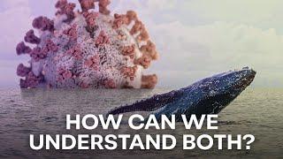 Whales and Viruses | The Light of Evolution - Episode 1