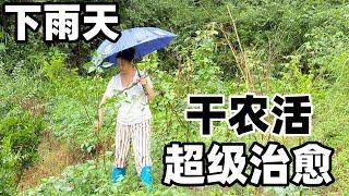 冒雨去给老妈种的豆角插扦，十多天不去看居然都在开花了，绿油油的藤蔓看着都让人心情愉悦