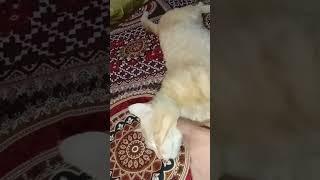drama baz 
