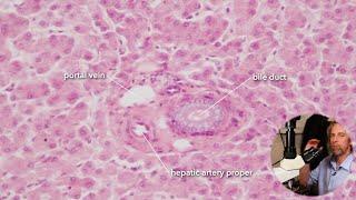 Microscopic anatomy of the liver