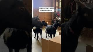 Teaching the goats to break down boxes... #goat#farmlife #goatsofyoutube