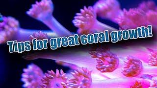 How to get corals to grow faster! | Tips for great coral growth!