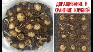 ХРАНЕНИЕ КЛУБНЕЙ  Глоксиний зимой / ДОРАЩИВАНИЕ МЕЛКИХ КЛУБНЕЙ