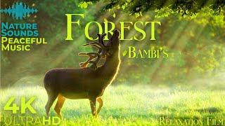 Bambi's Forest 4K  Scenic Relaxation Film with Peaceful Relaxing Music and Nature Video Ultra HD