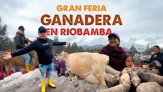 MI PRIMERA VEZ  EN LA  ENORME FERIA GANADERA   DE CALPI - RIOBAMBA I  GEO LEMA