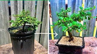 Making a Bonsai Tree in Under 30 Minutes (For Beginners)