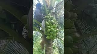 Beautiful Coconut tree #trending#amazing#shorts#youtubeshorts#video#reels#2024#happy#youtube