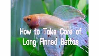 How to Take Care of Long Finned Bettas