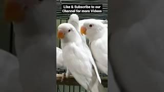 Albino Red eyes Chicks  #uakaviary #albino #lovebirds #shorts