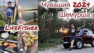 LifeFisher.VLOG. Путешествие в Чувашию 2024. Шемурша. Набрали белых грибов. Рыбалка. Гриб дождевик.