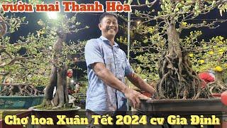 Chợ hoa Xuân Gò Vấp Tết 2024 cv Gia Định vườn mai Thanh Hòa nhiều tác phẩm mai đẹp bà con phấn khởi